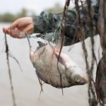 Новосибирские рыбаки ополчились на алтайских депутатов из-за бесплатной рыбалки