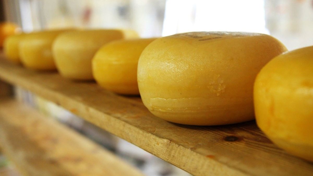 Предприятие-фантом, торговавшее подозрительным сыром, обнаружили на Алтае