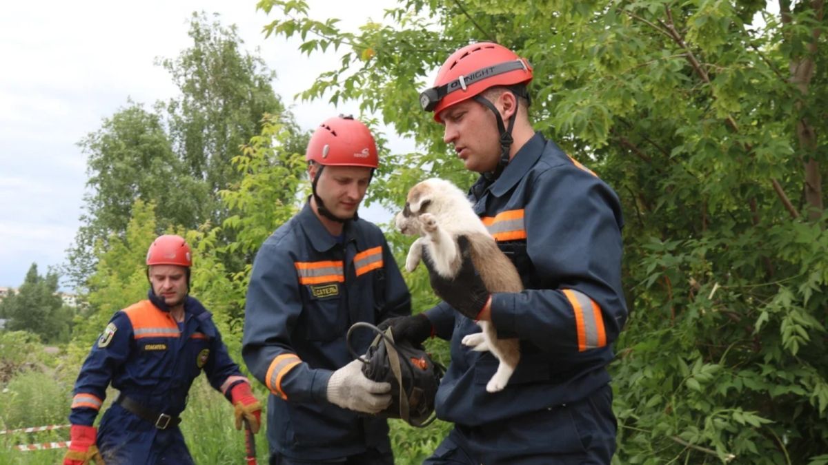 В Барнауле сотрудники МЧС спасли четверых щенят, попавших в западню