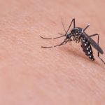 На 12 прибрежных территориях Барнаула уничтожили комаров