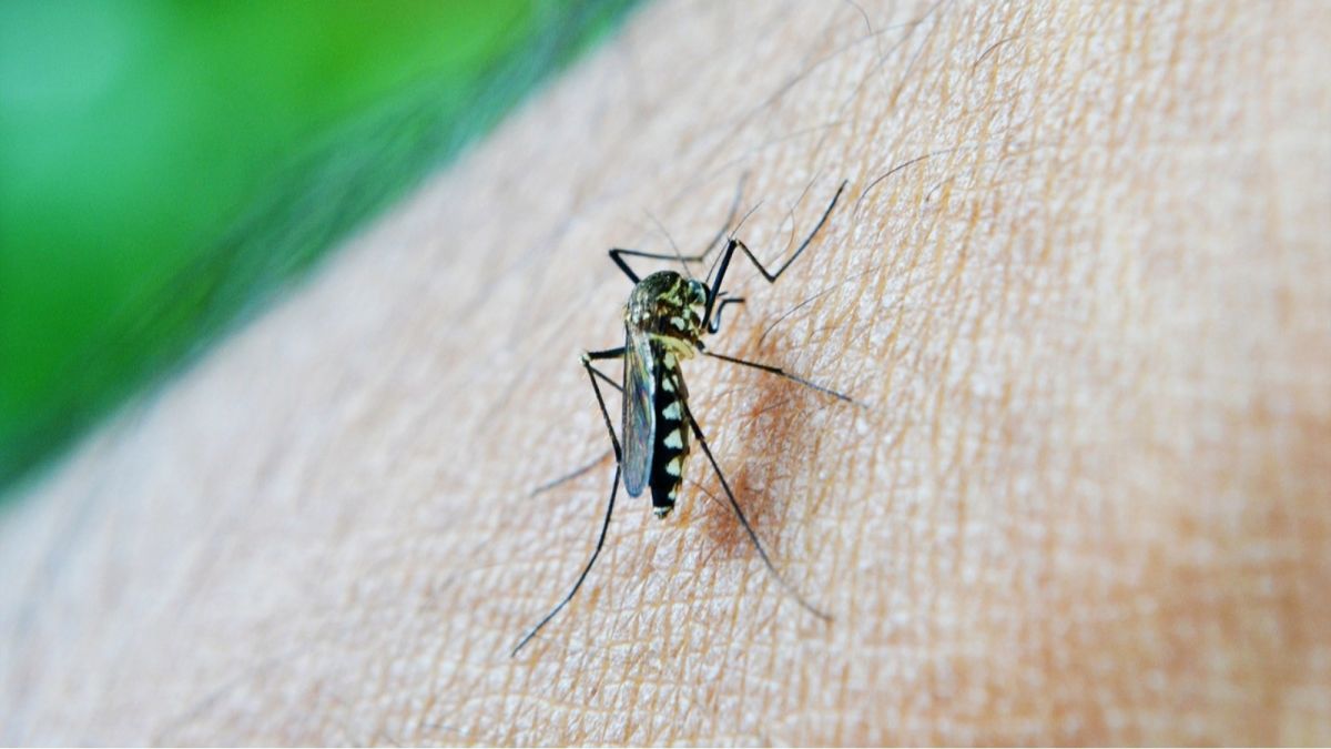 Жители Рубцовска жалуются, что город не обрабатывают от комаров и мошек