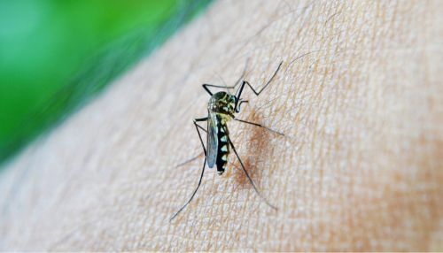 Жители Рубцовска жалуются, что город не обрабатывают от комаров и мошек