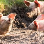 Крупнейшую обанкротившуюся свиноферму продают на Алтае