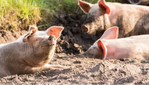 Крупнейшую обанкротившуюся свиноферму продают на Алтае