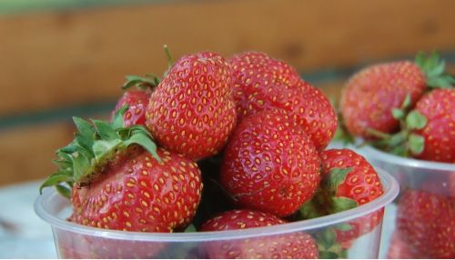 Раньше срока: повлияла ли жаркая погода на урожай и стоимость ягод на Алтае