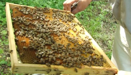 Алтайские пчеловоды рассказали о раннем урожае, ценах на мёд и опасениях