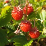 Биолог объяснил причину раннего урожая ягод и грибов в Алтайском крае