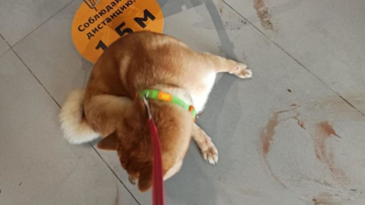 Собака получила серьезные травмы при перелете из Москвы в Крым