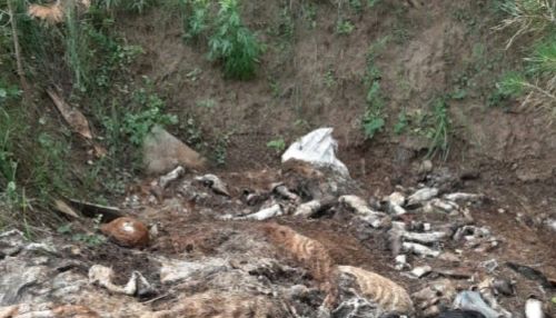 Трупы животных нашли на свалке рядом с обсерватором Сосновый бор