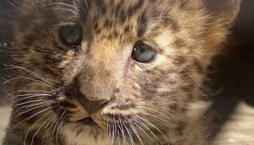 Стало известно, как назвали малыша леопарда из барнаульского зоопарка