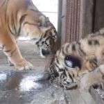 Тигрица из барнаульского зоопарка показала своих малышей