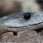 В барнаульском парке ребенка укусила змея, ее еще не поймали