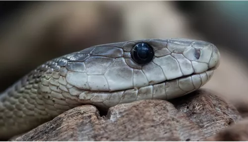 В барнаульском парке ребенка укусила змея, ее еще не поймали