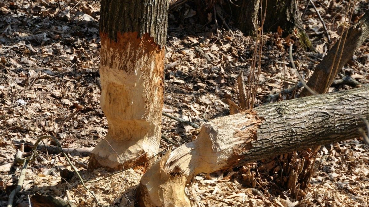 Жителя Алтайского края насмерть придавило упавшее дерево