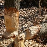 Жителя Алтайского края насмерть придавило упавшее дерево