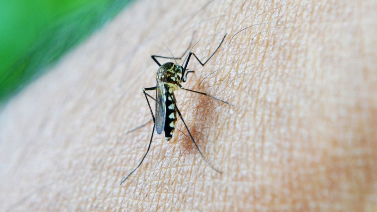 Ученый предупредил россиян о риске укуса малярийного комара за городом