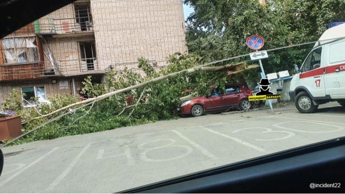 В Барнауле сломалось дерево и упало на крышу автомобиля