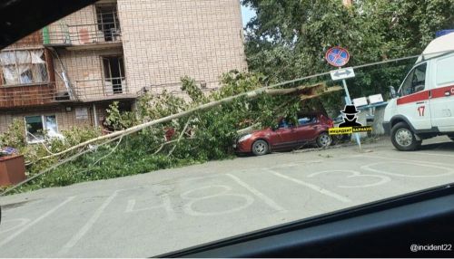 В Барнауле сломалось дерево и упало на крышу автомобиля