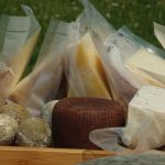Трезвая коза: алтайская семья готовит крафтовый домашний сыр из козьего молока