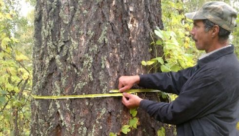 Алтайские деревья могут признать самыми удивительными в России