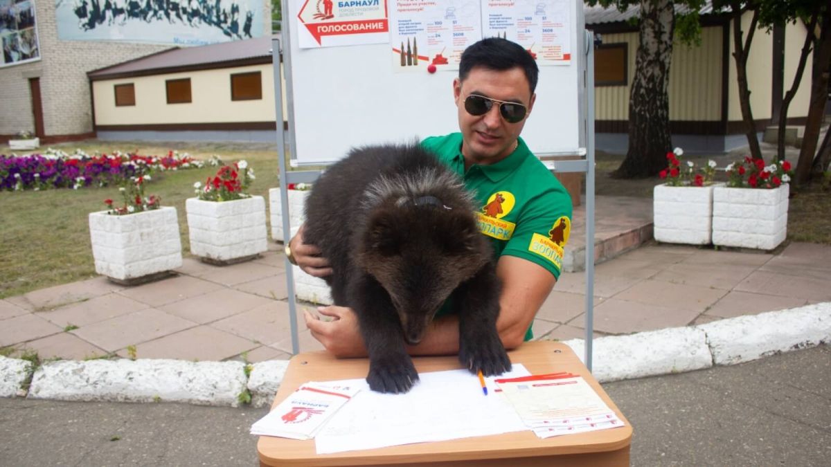 Медвежонок Глаша из зоопарка пришла на участок для голосования 1 июля