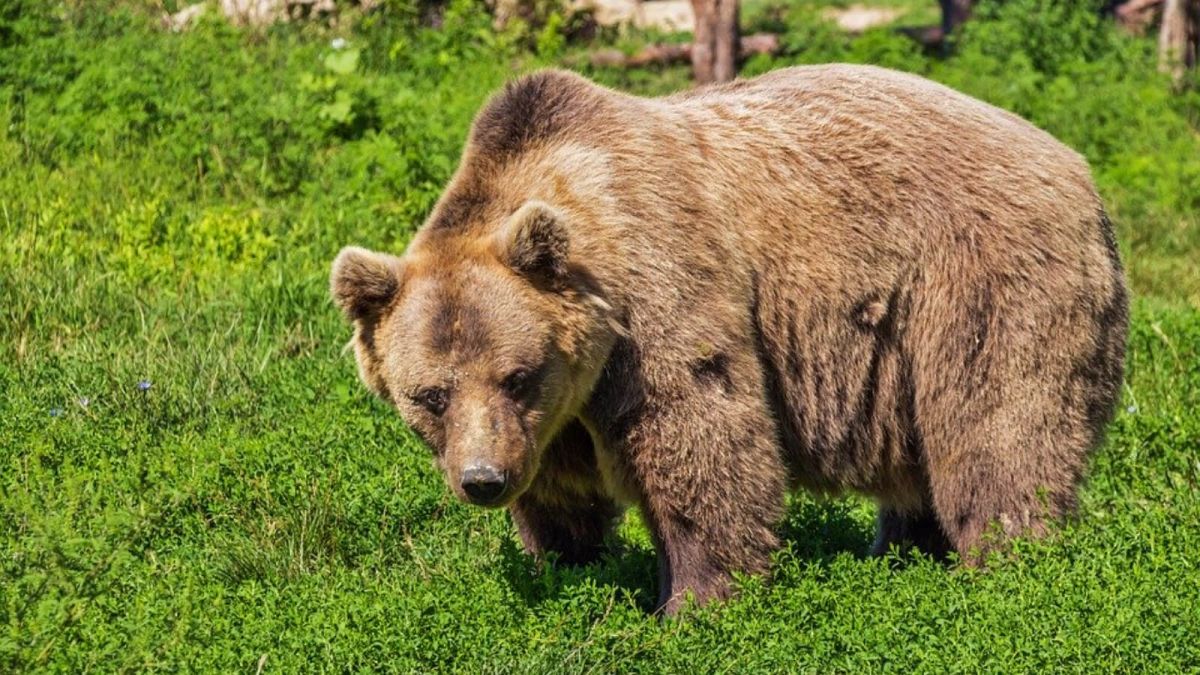 "С трудом отбили": медведь истерзал рыбака на Камчатке