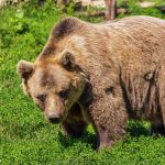С трудом отбили: медведь истерзал рыбака на Камчатке