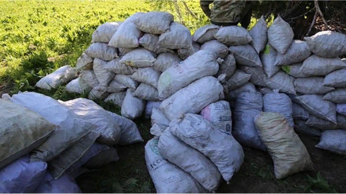 Более 13 тонн незаконно добытых краснокнижных растений изъяли на Алтае