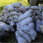 Более 13 тонн незаконно добытых краснокнижных растений изъяли на Алтае