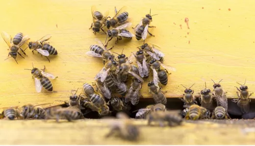 Аграриев обяжут по закону информировать пчеловодов об обработке полей
