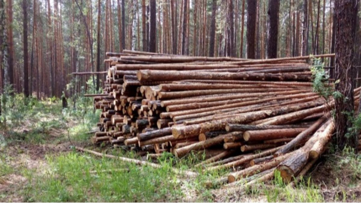 Холдинг "Алтайлес" наказали за нарушения при заготовке древесины