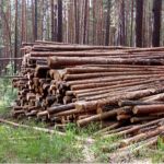 Холдинг Алтайлес наказали за нарушения при заготовке древесины