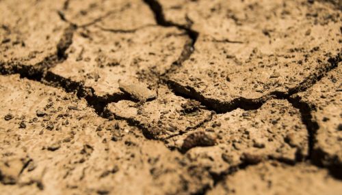 Гибнут посевы: глава алтайского минсельхоза назвал уникальной засуху 2020 года