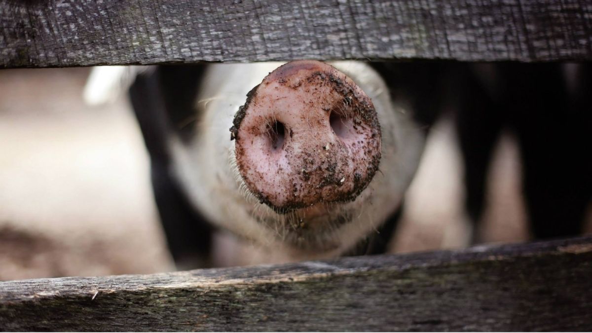 Возникла уголовка: торги обанкротившейся свинофермы на Алтае приостановили