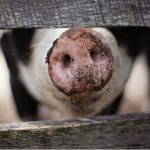 Возникла уголовка: торги обанкротившейся свинофермы на Алтае приостановили