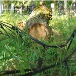 Рухнувшее дерево повредило десять могил на Черницком кладбище в Барнауле