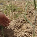 70 дней без дождя: как гибнут посевы в Алтайском крае