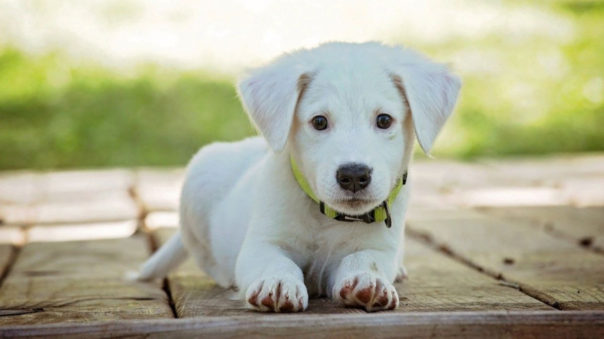 Названы самые популярные у россиян клички для собак