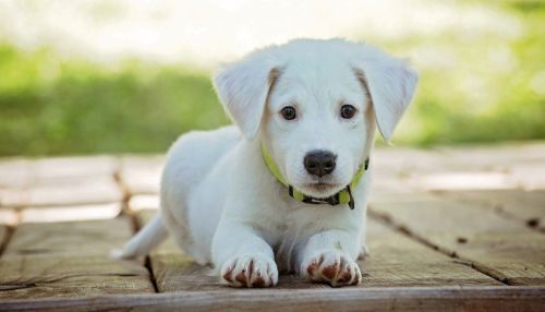 Названы самые популярные у россиян клички для собак