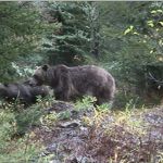 Следы медведей вновь появились рядом с алтайскими селами