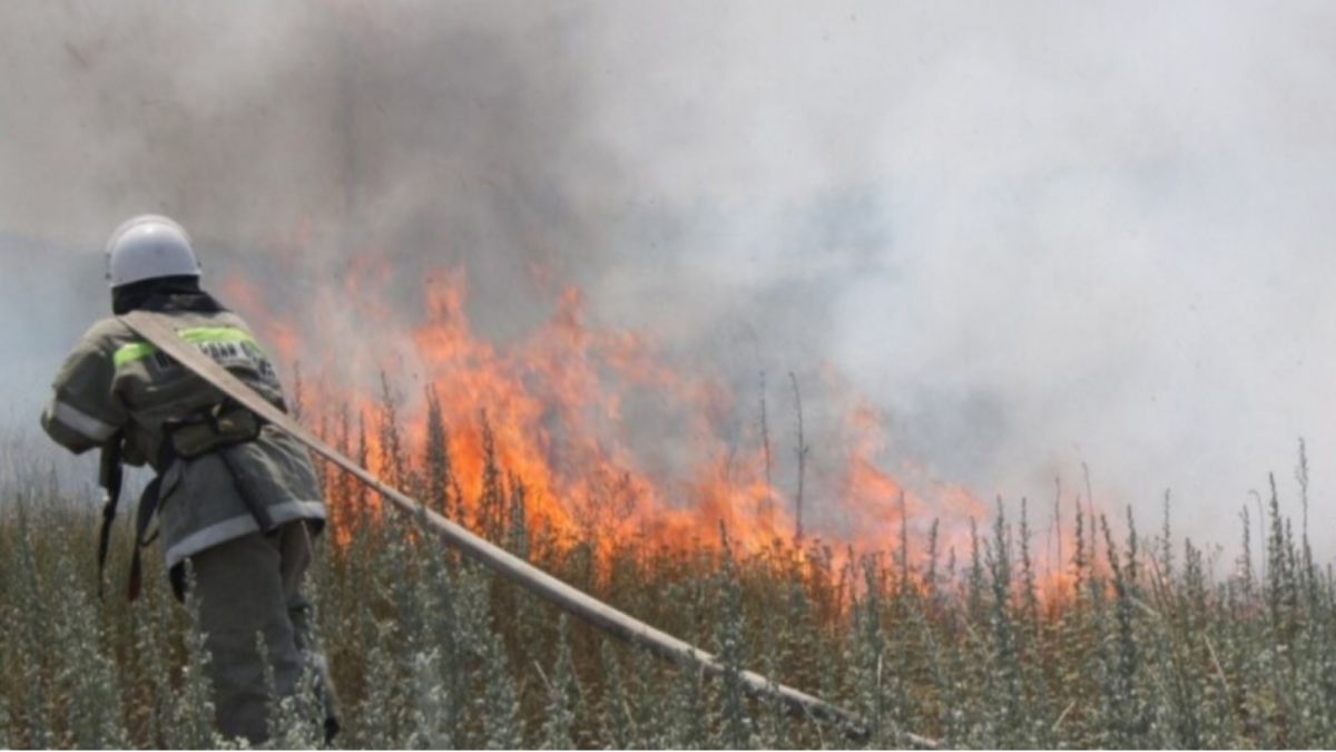 В Алтайском крае выгорело в пять раз больше леса, чем в прошлом году