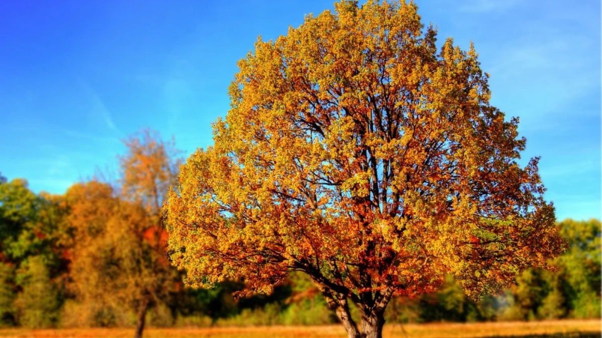 Осень. Деревья
