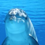 Что за праздник День китов и дельфинов и почему эти животные такие удивительные