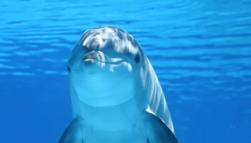 В США заявили, что Россия готовит боевых дельфинов для борьбы с диверсантами