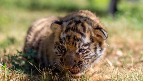 Барнаульцы смогут вблизи увидеть маленьких львов и тигрят в зоопарке