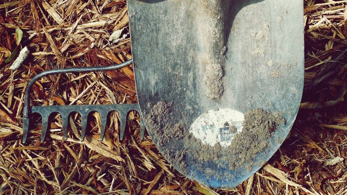Житель села в Алтайском крае забил соседа лопатой после посадки картошки