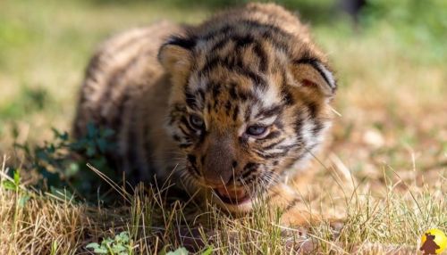 Барнаульский зоопарк в День тигра выведет хищников на прогулку