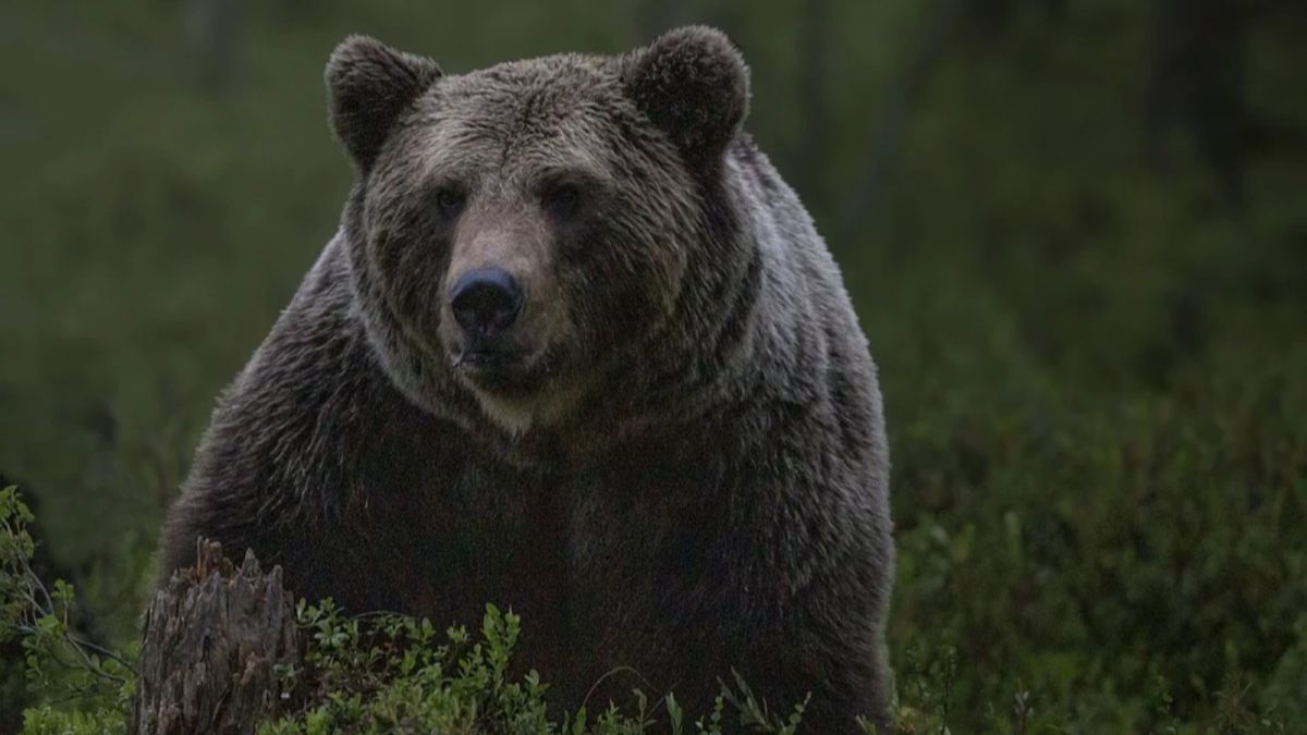 Тело растерзанного медведем пенсионера нашли на окраине села на Камчатке