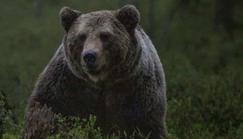 Тело растерзанного медведем пенсионера нашли на окраине села на Камчатке