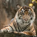 В Бурятии поймали сбежавшего тигра Ермака, привезенного из Барнаула